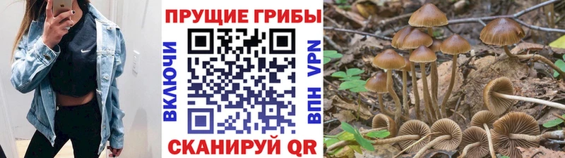 Псилоцибиновые грибы Cubensis  купить наркотики цена  Воронеж 